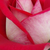 Vörös - Teahibrid rózsa - Bajazzo®